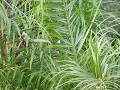 Paiwarria venulius