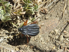 Epipedonota nitida