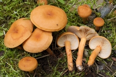Lactarius lacunarum