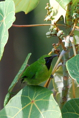 Chloropsis cyanopogon