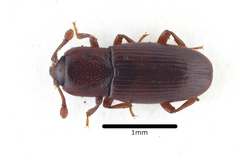 Cerylon ferrugineum