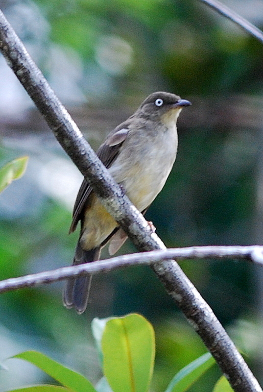 Cream-vented Bulbul (Birds of Singapore) · iNaturalist