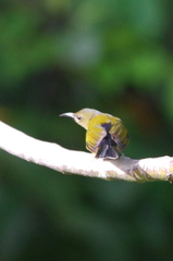 Kurochkinegramma hypogrammicum