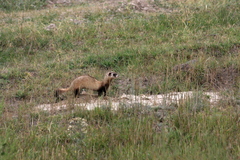 Mustela eversmanii