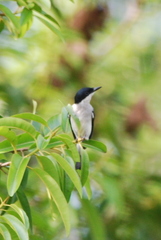 Hemipus hirundinaceus
