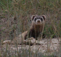 Mustela eversmanii