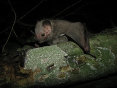 Pygoderma bilabiatum