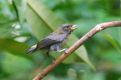 Scarlet-Breasted Flowerpecker photo 2