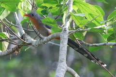 Zanclostomus javanicus