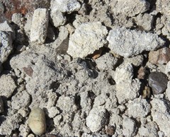 Pogonomyrmex brevibarbis
