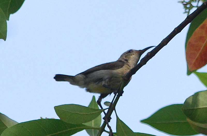 Van Hasselt's Sunbird (Birds of Singapore) · iNaturalist