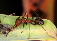 Iberoformica subrufa