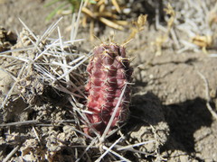 Austrocactus coxii