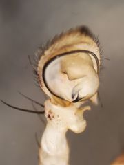 Xysticus locuples