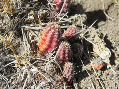 Austrocactus coxii