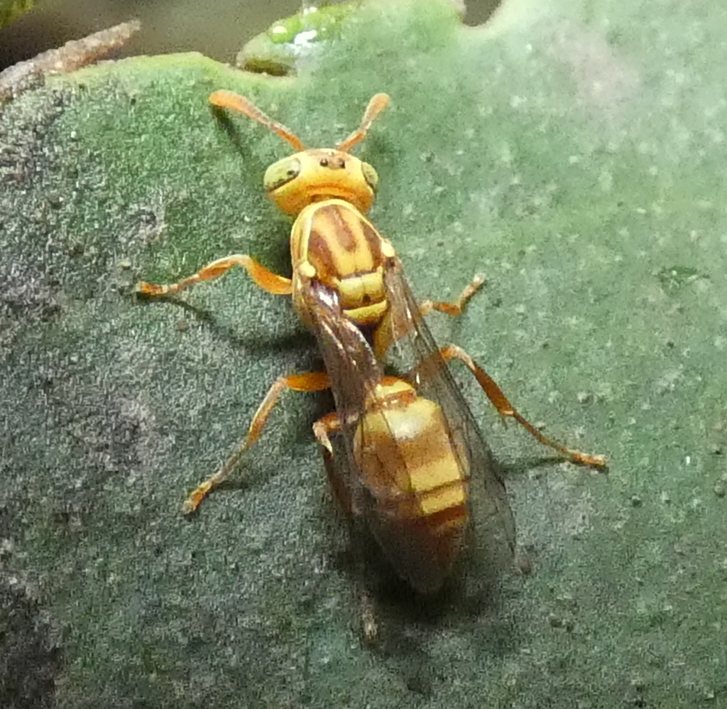 Protopolybia potiguara