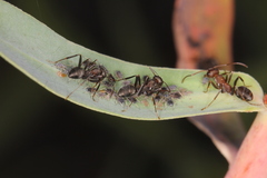 Iberoformica subrufa