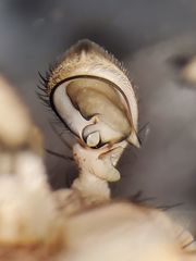 Xysticus locuples