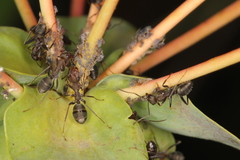 Iberoformica subrufa