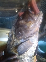 Lutjanus cyanopterus