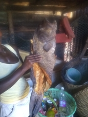 Lutjanus cyanopterus