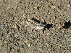 Dichroplus pratensis