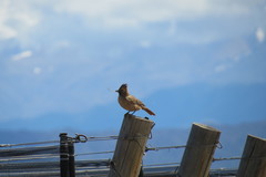 Pseudoseisura lophotes