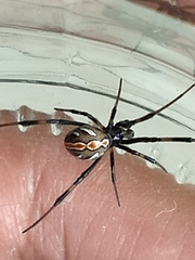 Latrodectus
