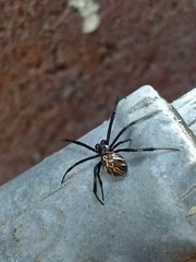Latrodectus