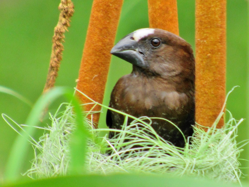 Grosbeak Weavers