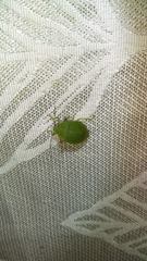 Chlorocoris rufopictus