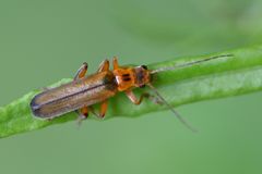 Metacantharis discoidea