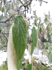 Viburnum rhytidophyllum