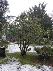 Viburnum rhytidophyllum