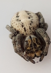 Stegodyphus lineatus