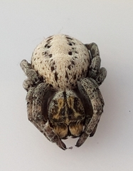 Stegodyphus lineatus