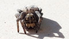 Stegodyphus lineatus