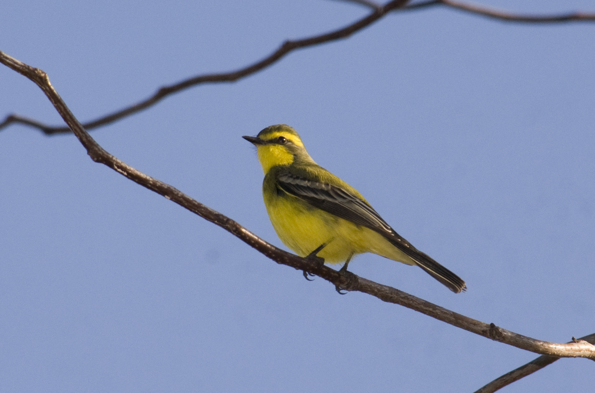 Yellow-browed Tyrant illustration