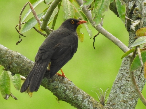 Great Thrush (Turdus fuscater), photo 7