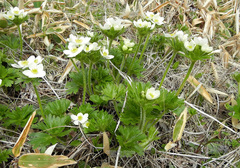 Anemonastrum villosissimum