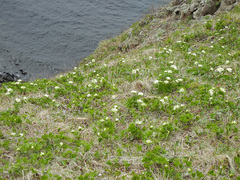 Anemonastrum villosissimum