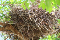 Pseudoseisura lophotes