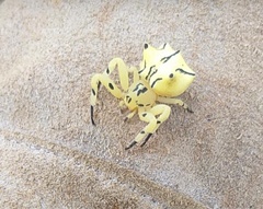 Epicadus heterogaster