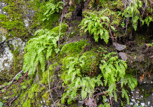 Woodsia polystichoides iNat (1)