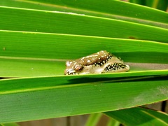 Hyperolius marmoratus marmoratus