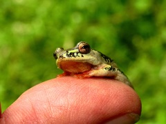 Hyperolius marmoratus marmoratus