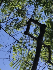 Cassia javanica javanica