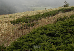 Juniperus chinensis sargentii