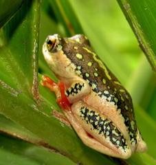 Hyperolius marmoratus marmoratus