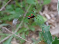 Frontinellina frutetorum